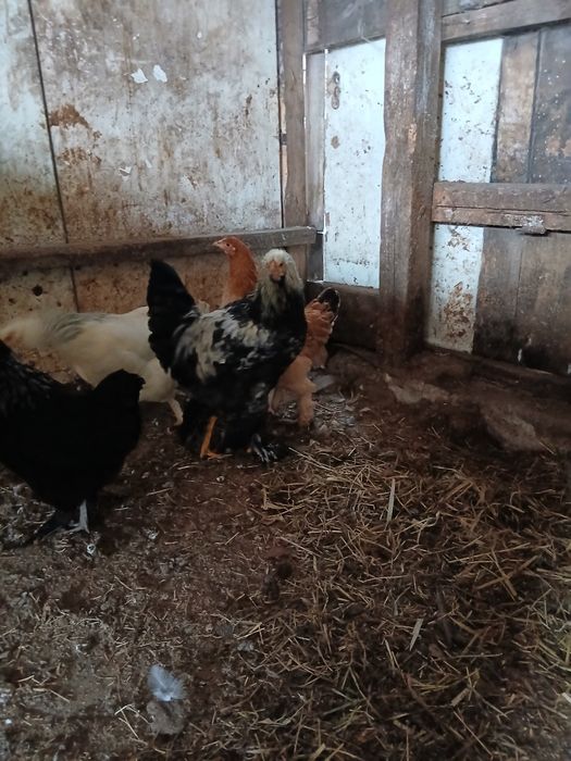 Продам петух брама