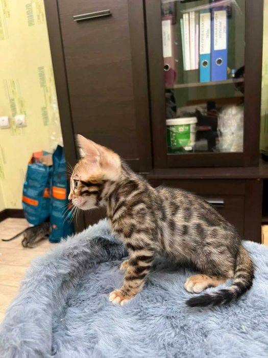 Бенгальские котята