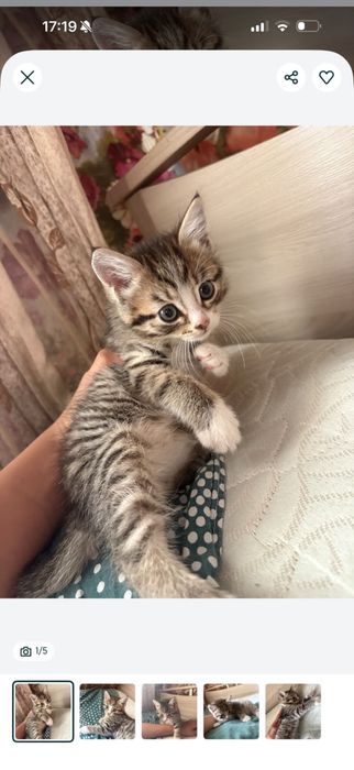 Продам котенка в хорошие руки