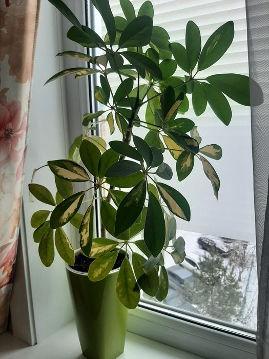 Продам цветок Шефлера