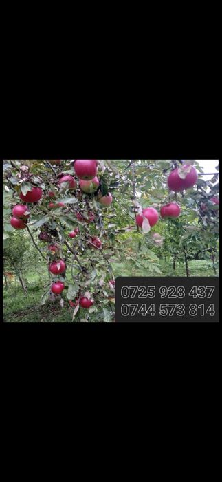 Mere.Aronia congelata.Suc aronia.Pomi:Nuci.Aluni.Ciresi.Meri.Visin.Soc