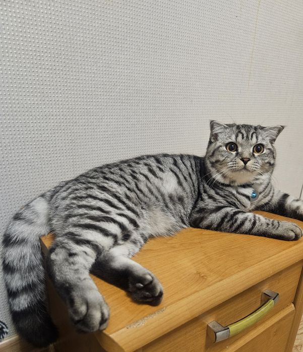 Британский кот для  вязки, цена 5000т