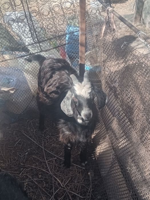 Продаётся козлята и козёл