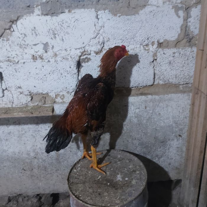 Хинт 1год игра канкретна