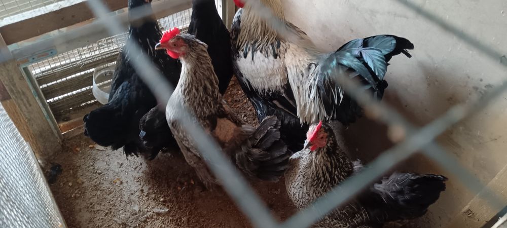 Товуклар сотилади 4та товук 1 хуроз