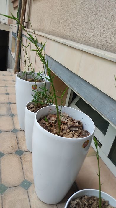 Бамбуковые растения