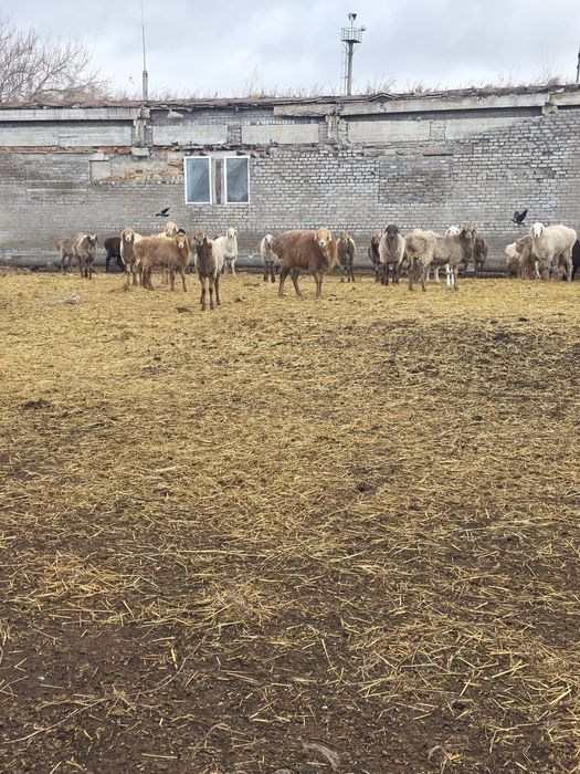 Продам баран кошкары  90 голов