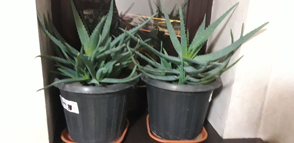 Продаю цветок алоэ вера