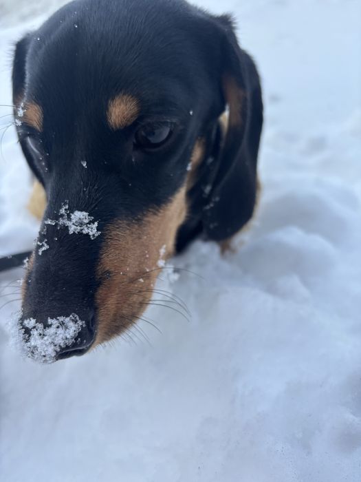 Продам собачку таксу