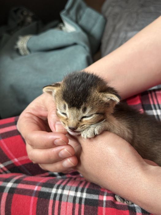 Продам Котят Чаузи f4