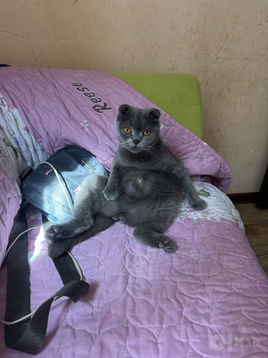 Скотиш страйт и фоллд