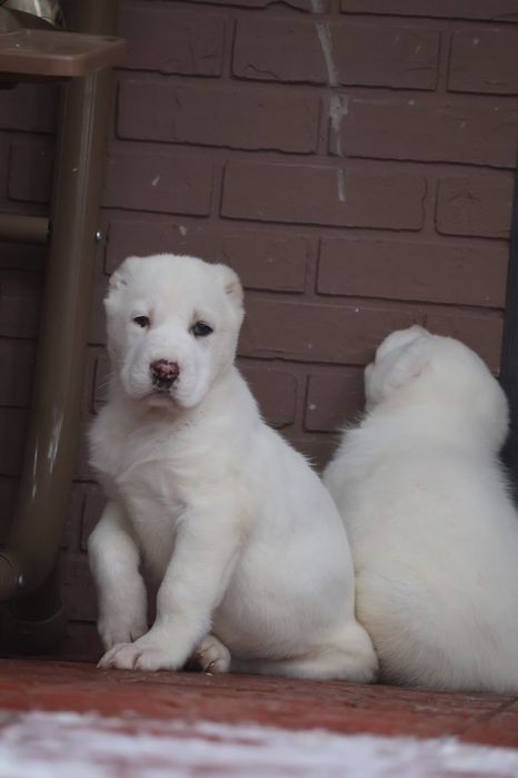 Белоснежные щенки САО Алабая