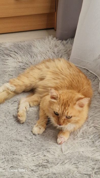 Рыжий котик ищет дом!