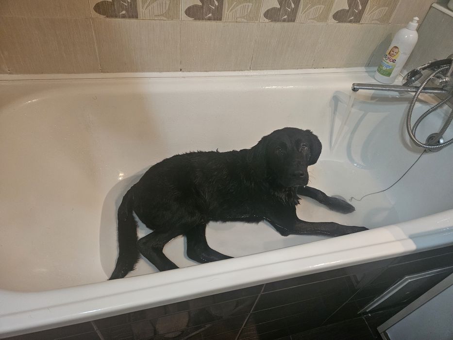 Отдам собаку в хорошие руки