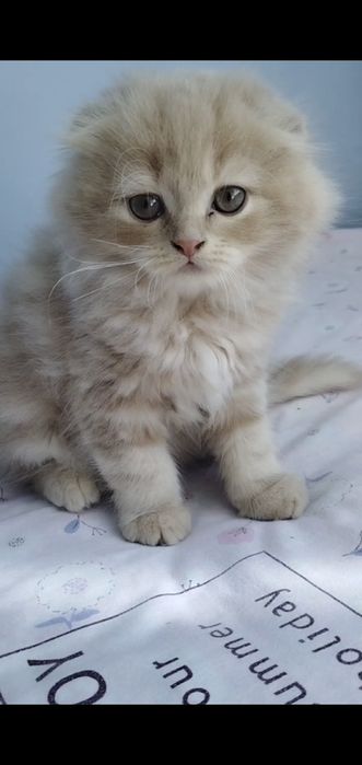 Mushukchalar sotiladi / кошечки продаётся