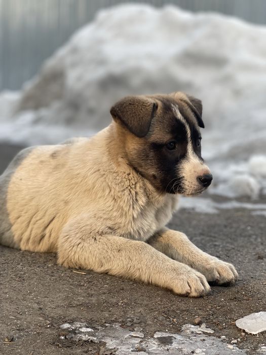 Щенки крупной породы.