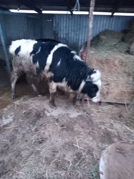 Продается два бычка