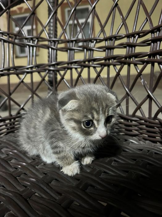 Кошка шотландский