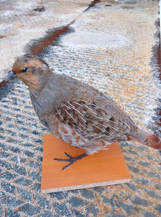 Препарирана яребица