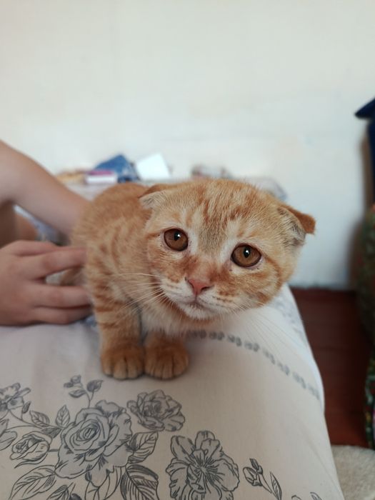 Скотиш-фолд мушукчалар сотиляпти.