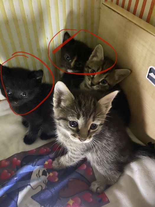 Котята 3 месяца