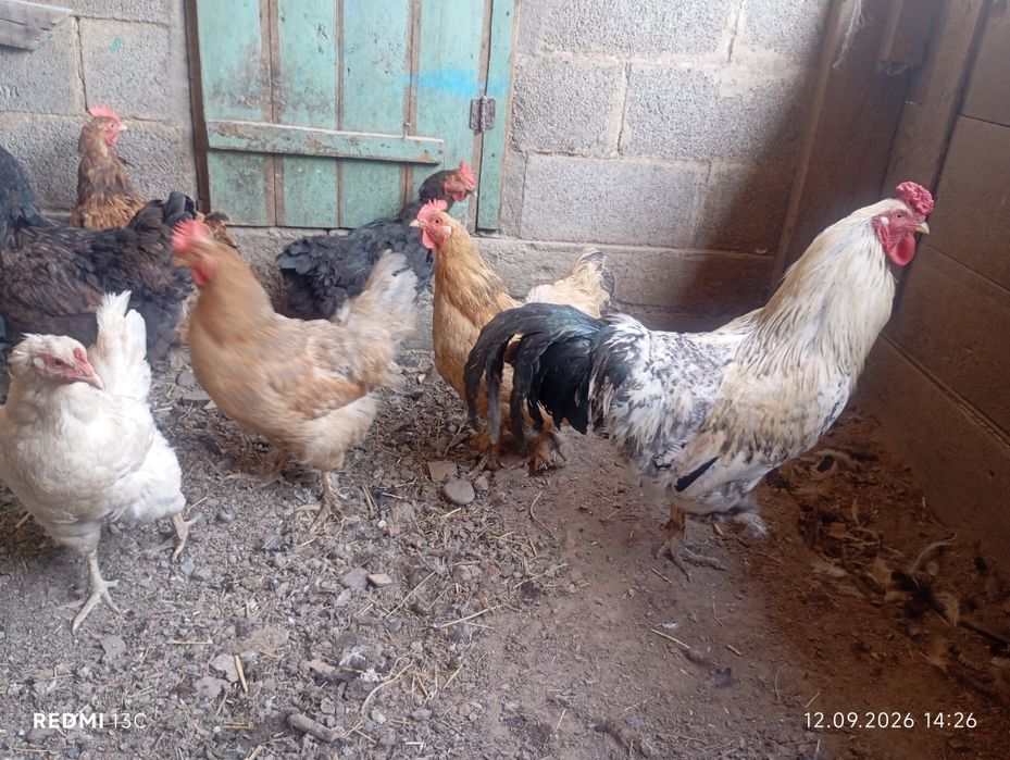 Брамы цыплята на продажу
