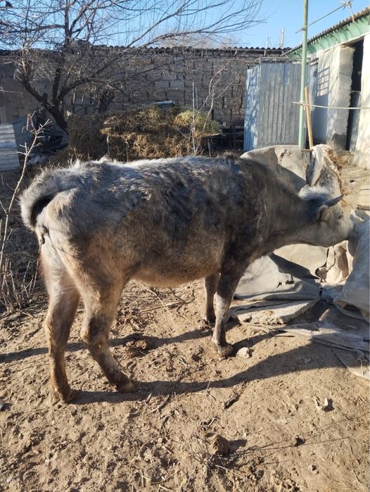 Буаз сиыр сатылады