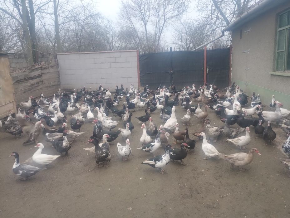 Vand Rate și rățoi