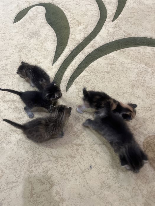 Отдам в добрые руки