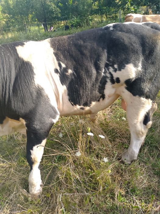 vand taur de doi ani gras