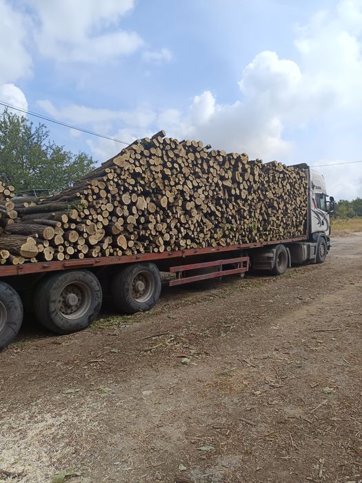 Дърва акация акация