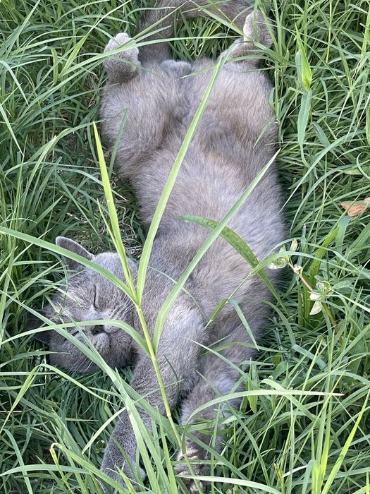 Mushuk sotiladi 100$