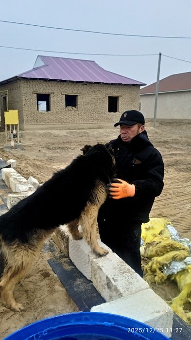 Овчарка Сатылады Срочно