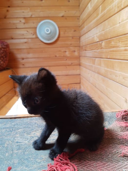 Donație, adopție pisici micuțe