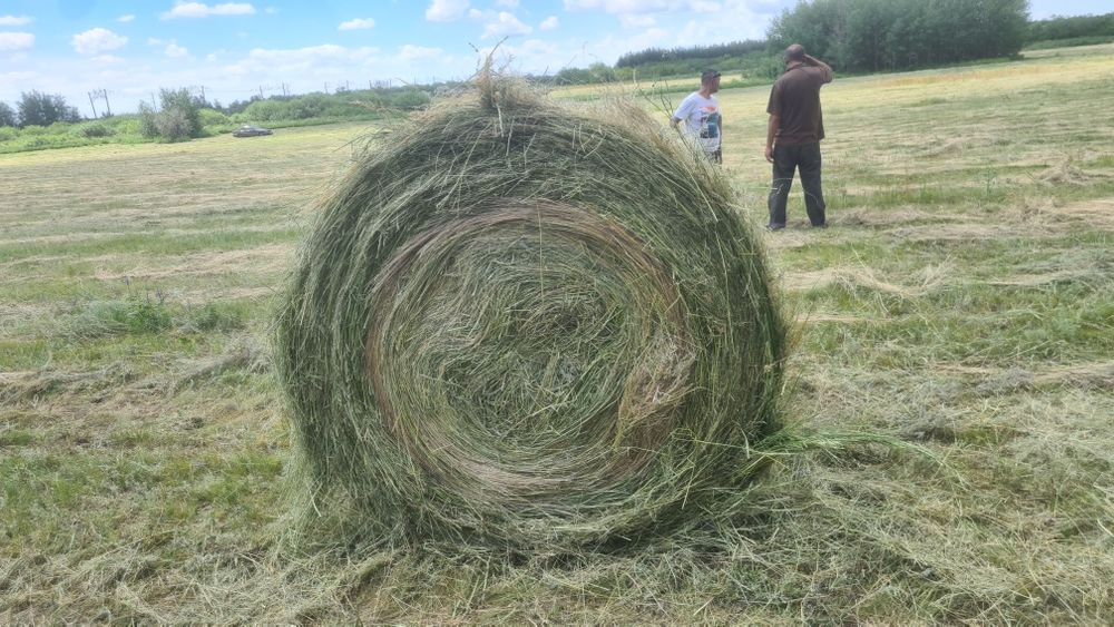 Сено в рулонах разнотравье