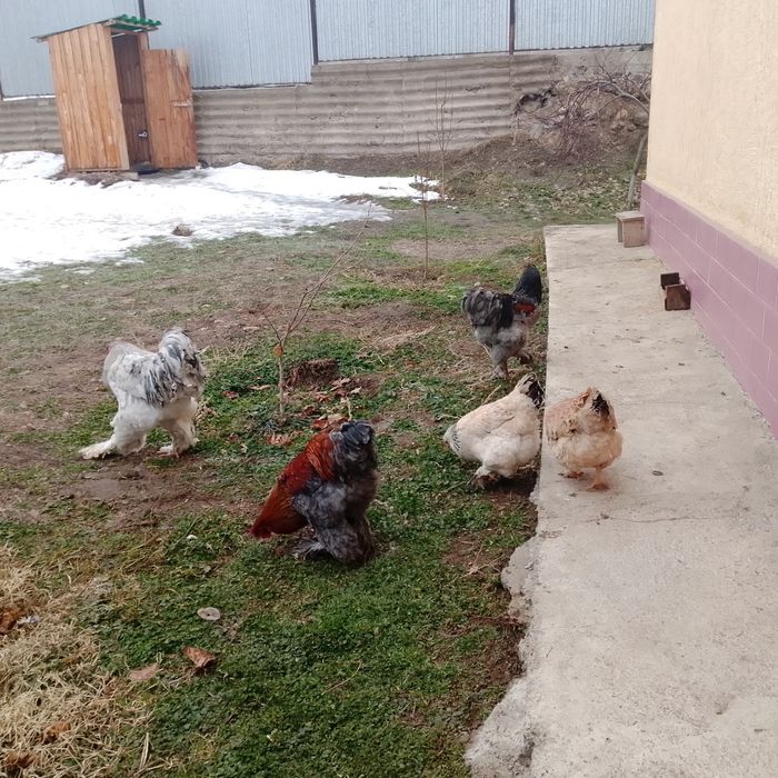 Обмениваю курей брам