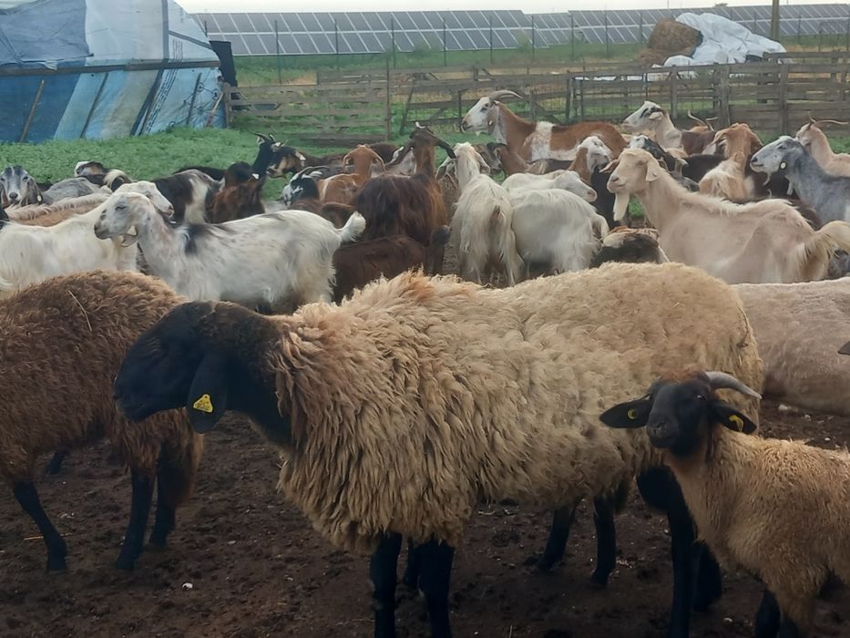 Berbec rasa Carabas de Teleorman