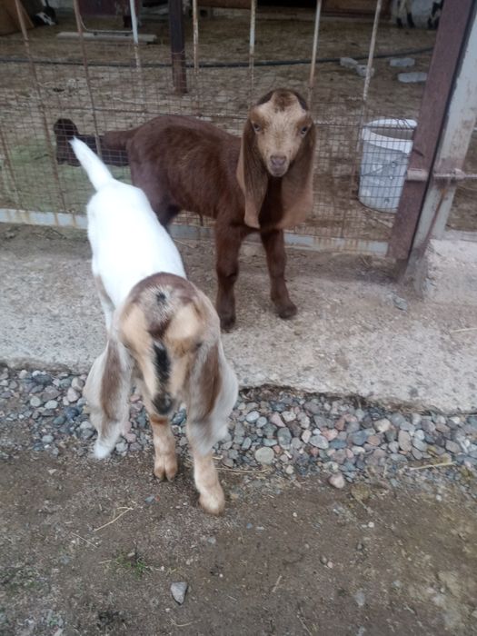 Коза с козлятами