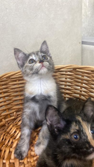 Котята ищут семью. 2.5 мес