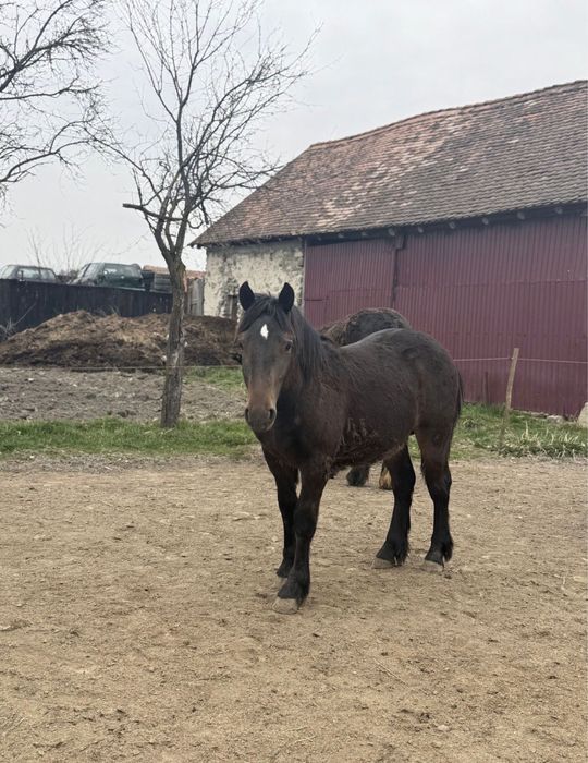 Cal pur sange armasar