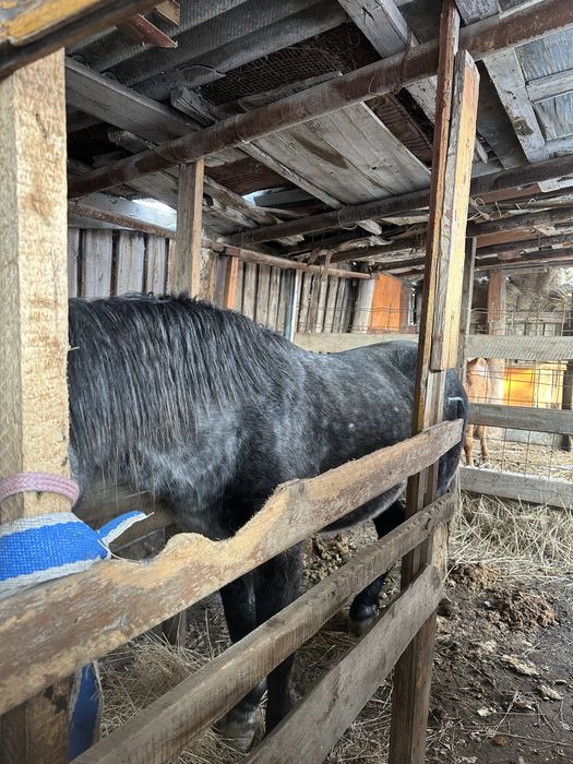 Продается Жеребец полутяж