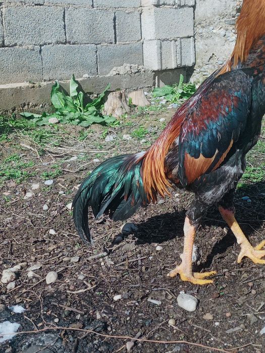 Дакан кораз 1жылдык