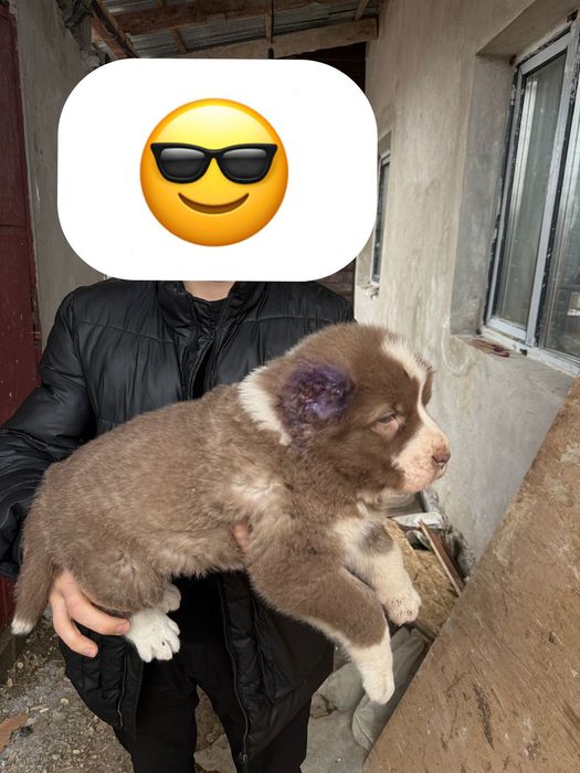 Ұрғашы күшік сатылады