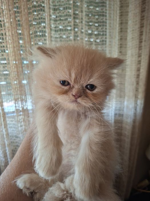Персийско котенце