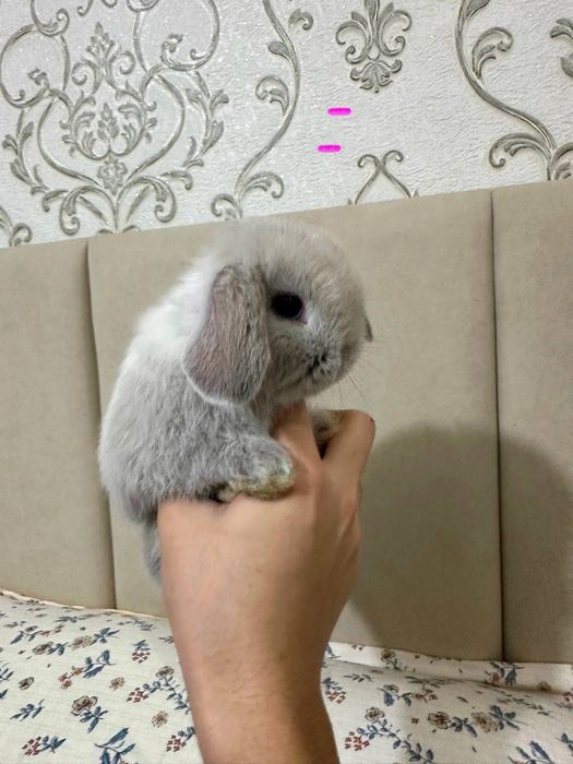 Karlikiy baran  qiyon sotiladi. Qafas. Idish hamma narsani bilan