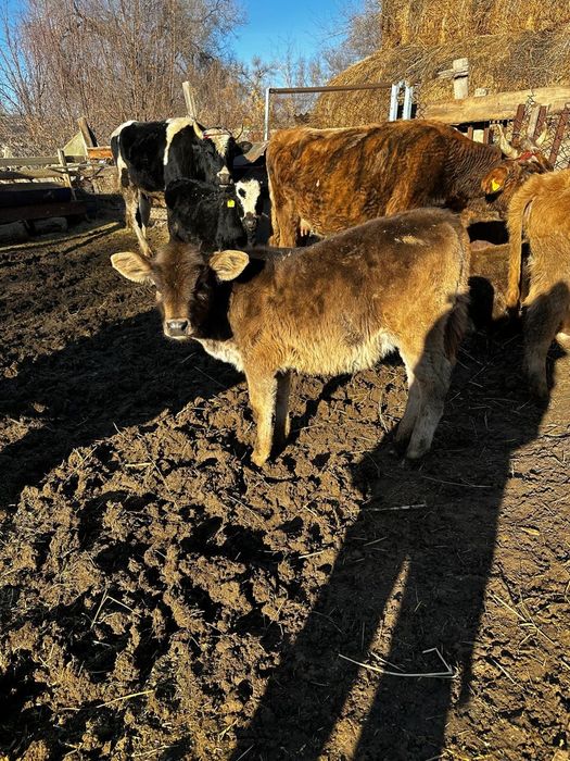 Продам телят ...