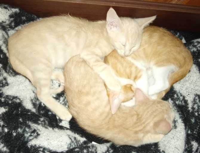 Котенца от Каварна тирсят дом