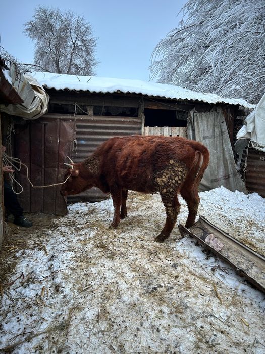 Продам.Тёлочак стоят на откорми.