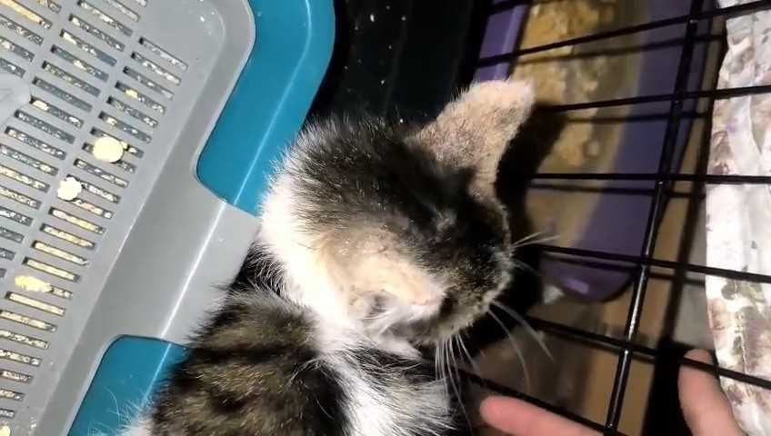 Ищем любящих хозяев