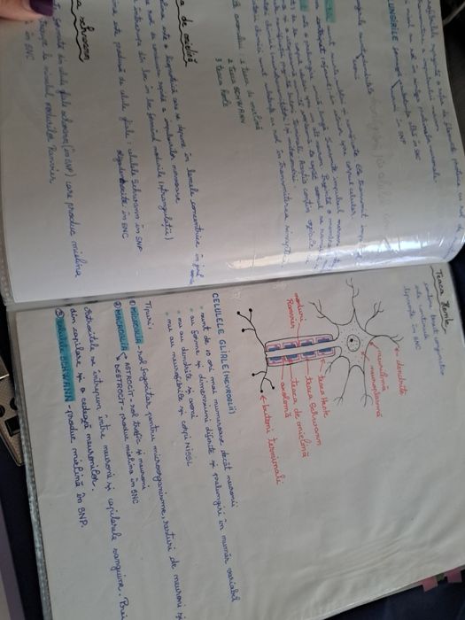 Notițe biologie clasa a X-a scrise de mână disponibile atât în format fizic, cât și în format PDF